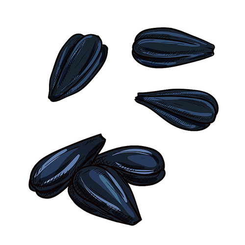 Sunflower seeds isolated sketch of fresh unpeeled seeds with black husk. Healthy vegetarian snack food, agriculture themes design