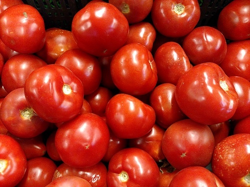 Red tomatoes background. Group of tomatoes . Background for market .