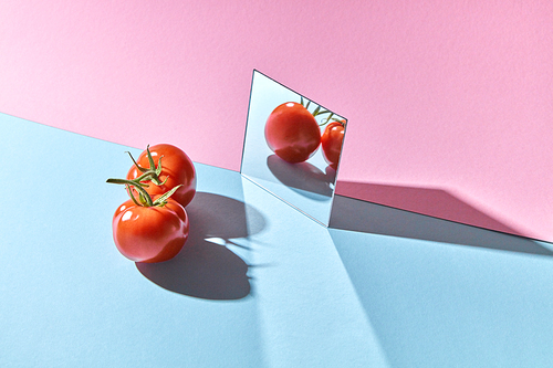 Juicy tomatoes with a stem are reflected on a pink-blue cardboard background with copy space. Organic Healthy Vegetable