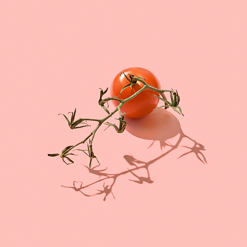 Ripe organic tomato on the stem presented on a color background of the year 2019 Living Coral Pantone with reflection of shadows and a copy of the space. Healthy Diet Food. Top view
