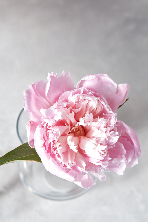 Top view of pink peony flower in a glass vase on a gray stone background with copy space.