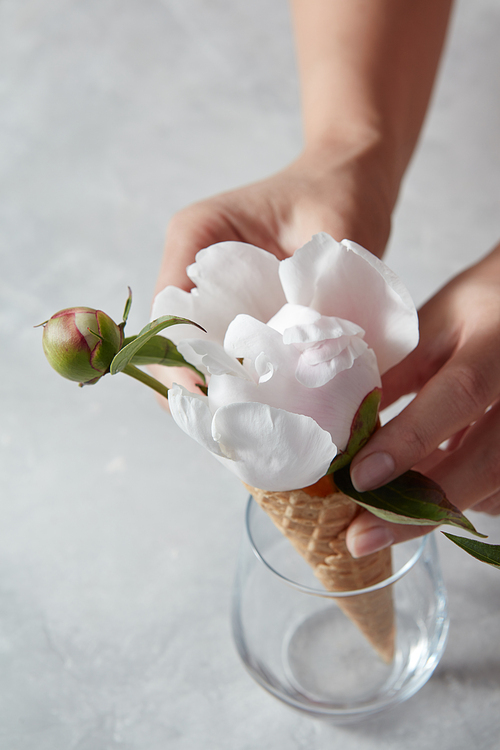 A nice gentle peony and bud in a wafer cone with woman hands on a gray stone background, copy space. Summer concept.
