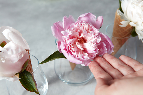 Summer flowers - fresh tender pink and white peony in a wafer cones with female hands above a gray table. Top view.