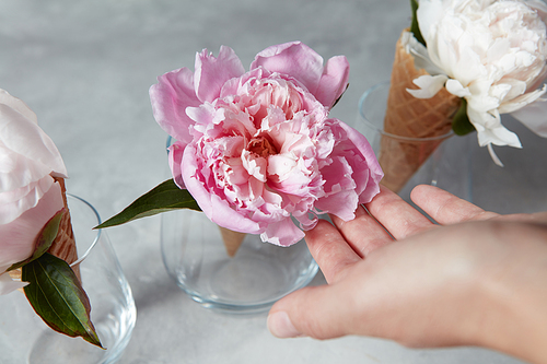 Fresh pink and white flowers peony in a glass vase on a gray stone background . Summer concept. Top view.
