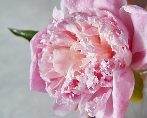 The flower of pink peony in blossom with water droplets and green leaf on a gray stone background, place for text.