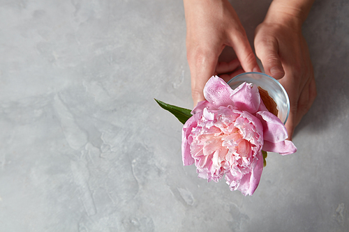 Womans hand hold an elegant pink peony flower in a glass vase on a gray stone table with copy space.