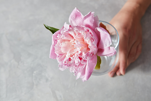 Female hands hold a beautiful pink pion in a glass cup standing on a gray marble background with copy space.
