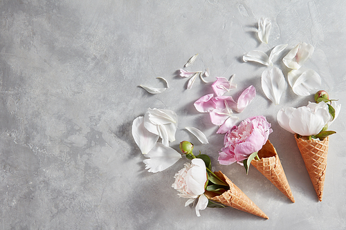 Delicate pink, white peony flowers in a wafer cones with petals on a gray stone background, copy space. Top view. Concept of congratulations for Valentines Day.