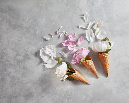 Blooming white and pink pions with buds, green leaf, petal in a wafer cones on a gray background, place for text. Top view, summer concept of congratulations for birthday.