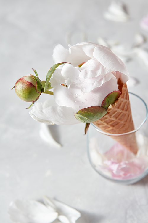 The droplets of water on a white beautiful flower pion in waffle cone in a glass with petals on a gray marble background, copy space. Concept of congratulations for birthday.