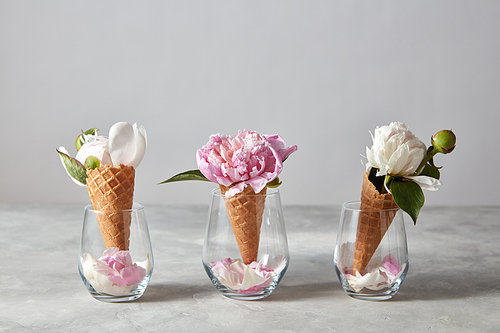 Delicate pink and white peony flowers in a wafer cones in a glasses with petals standing on a gray stone table, copy space. Top view. Spring concept of congratulations for March 8.