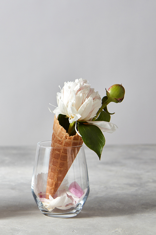 Sweet waffle cone with beautiful white peony flower and petals in a glass cup on a gray background, copy space. Concept of congratulations for Valentine's Day