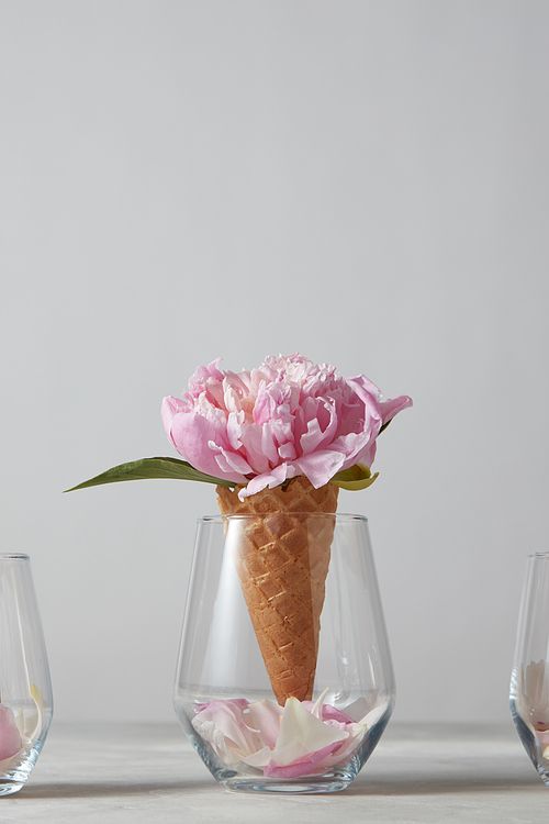 Delicate pink peony flower in a wafer cone in a glass with petals standing on a gray stone table, copy space. Top view. Concept of congratulations for Mothers Day