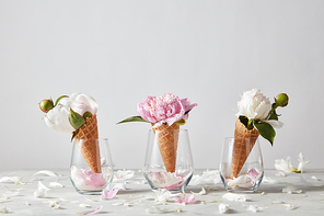 Blooming white and pink pions with buds, green leaf, petals in a wafer cones, glasses on a gray background, place for text. Summer concept of congratulations for Mothers Day.