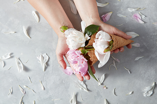 Woman hold a wafer cones with beautiful pink, white flowers pion in her hands and petals on a gray stone table with copy space. Top view. Concept of congratulations for birthday.