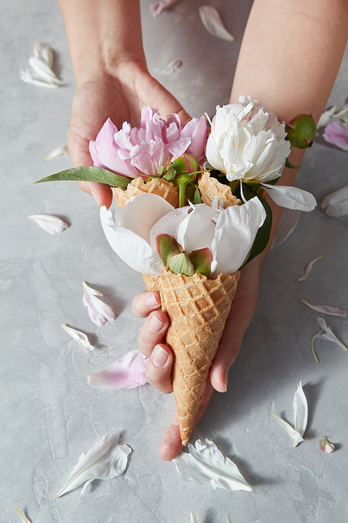 Three wafer cones with gentle peony flowers in a girls hands with petals on a gray concrete background, copy space. Top view. Concept of congratulations for Mothers Day.