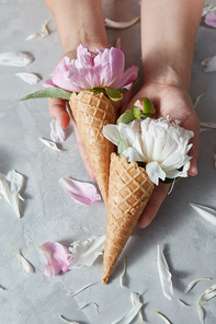 Girl hold a waffle cones with beautiful pink and white flowers pions in her hands, petals on gray stone table, copy space. Top view. Concept of congratulations for Mothers Day.