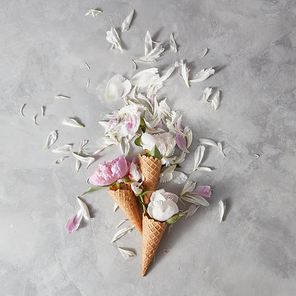 Blooming white and pink pions, buds, green leaf in a wafer cones with petals on a gray stone background, copy space. Flat lay. Concept of congratulations for birthday.