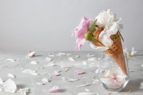 Three sweet wafer cones with gentle peony flowers in a glass vase and water droplets on them, petals on a gray concrete background with copy space. Concept of congratulations for Valentines Day.
