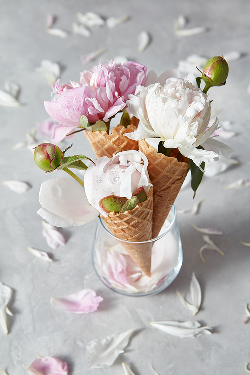 Delicate pink and white peony flowers in a wafer cones in a glass standing on a gray stone table with petals on it, copy space. Concept of congratulations for Valentines Day.