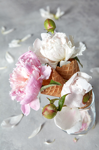 Three sweet wafer cones with beautiful peony flowers, green leaf, water drops in a glass vase, petals on a gray concrete background. Concept of congratulations for Mothers Day.