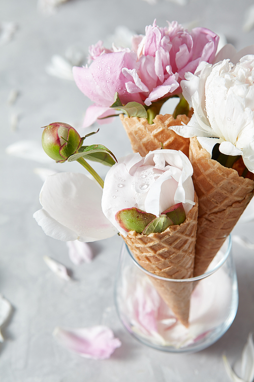 Wafer cones for ice cream with flowers peony in a glass vase, droplets of water on a buds, petals on a gray background. Place under text. Concept of congratulations for Valentines Day.
