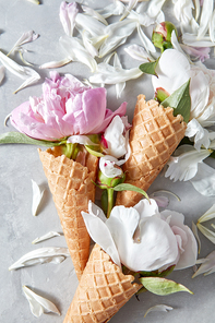 Delicate pink and white peony flowers in a wafer cones on a gray stone table with petals on it. Top view. Concept of congratulations for Mothers Day.