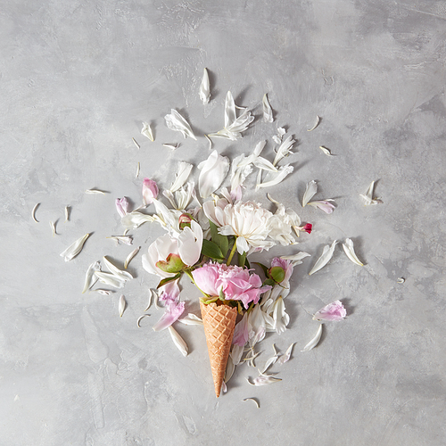 Blooming white and pink pions, buds, green leaf in a wafer cones with petals on a gray stone background, copy space. Concept of congratulations for Valentines Day.