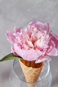 A beautiful gentle peony flower in a transparent glass in a waffle cone on a gray concrete background with copy space. Top view