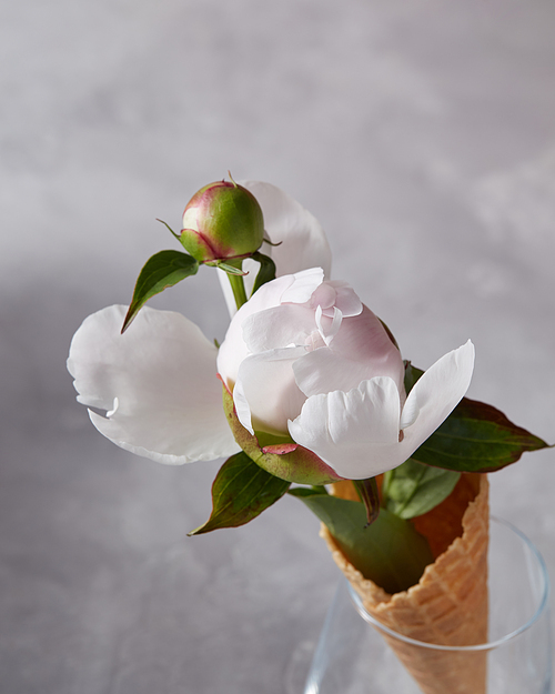 Creative floral composition from pink peony in waffle cone in a glass on a gray concrete background with copy space. Top view Layout for postcard