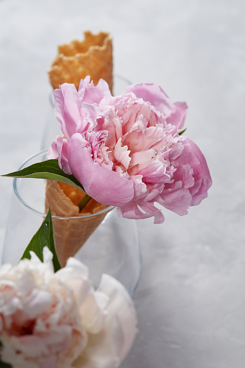 Delicate pink peonies with a green leaf in a glass in a waffle cone on a gray concrete background with copy space. Mothers Day