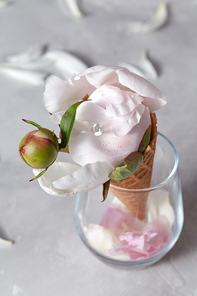 A transparent glass with flower petals in a glass waffle cone with a blossoming pion covered with drops of water, presented on a gray background is decorated with white petals.