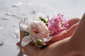 Female hands holding waffle cone with buds of pink peony around gray background decorated with flower petals. Copy space for text