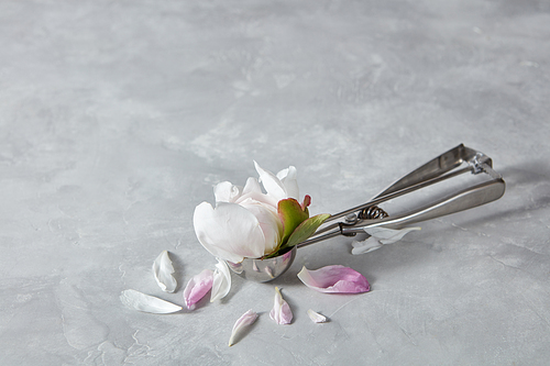 White flower bud in the spoon for ice cream with petals on a gray concrete background with copy space.