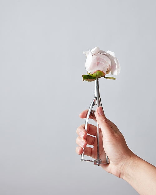Female hand hold a spoon for ice cream with beautiful white peony bud on a gray, copy space. Summer food concept.