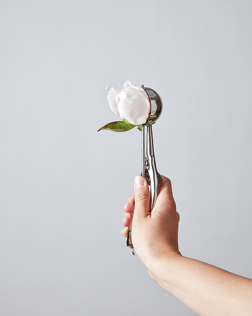 The bud of white peony flower in the spoon instead of ice cream in the woman hand on a light gray background with place for text.