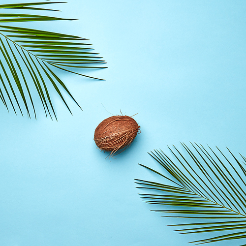 Corner frame of the leaves of a palm tree and a whole coconut on a blue background with copy space. Creative food composition. Flat lay