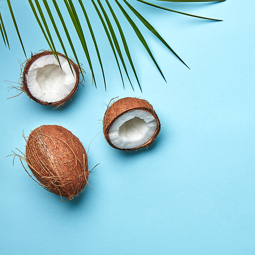 Whole and halves of coconut with a palm leaf on a blue background with a copy of the space for text. An exotic fruit. Flat lay