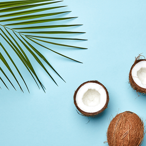 A coconut and palm green leaf on a blue background with copy space. The tropical nut. Flat lay