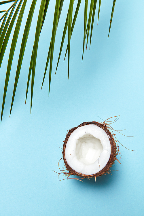 A fresh half of organic coconut and a palm leaf on a blue background with a copy of the space. Ingredient for natural cosmetics. Top view
