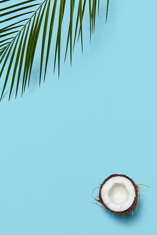 Composition of ripe halves organic coconut and green palm leaf on a blue background with space for text. Creative layout. Flat lay
