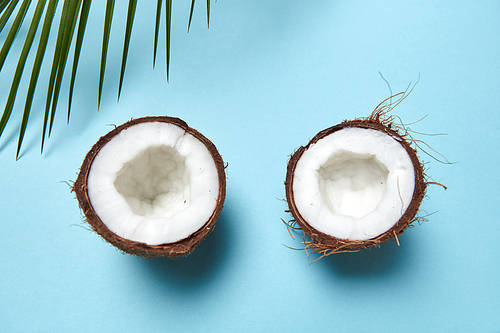 Chopped coconut and green palm branch on a blue background with space for text. Creative layout. Flat lay