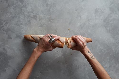 Hands breaking a baguette isolated on gray background