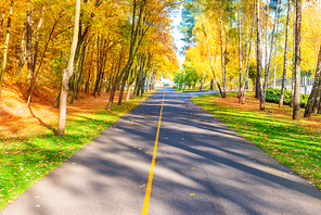 Road and autumn landscape with forest in park