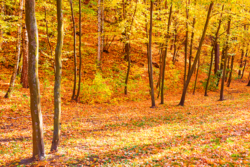 Autumn sunny forest with red trees and fallen leaves