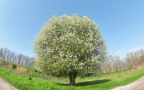 Blooming cherry tree and mist in spring