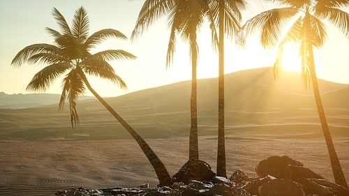 palms in desert at sunset