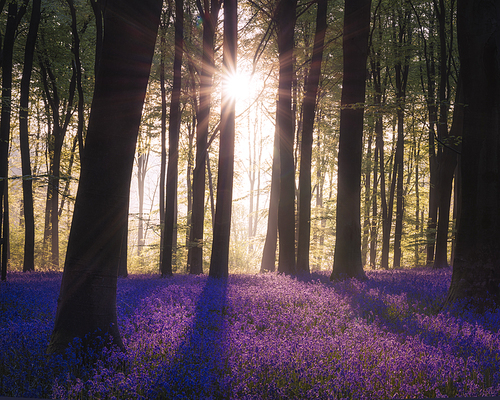 Epic Spring landscape image of vibrant bluebell flowers in woodland