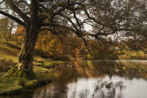 Stunning Autumn Fall landscape of lake in sunrise soft light in English countryside