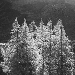 Epic Autumn Fall landscape of backlit larch trees in valleys of Sleet Fell and Howstead Brow in Lake District viewed from Hallin Fell